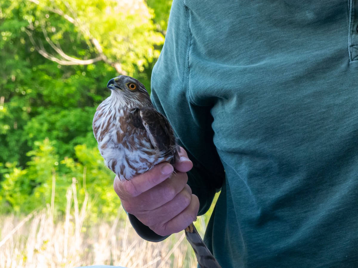 Sharp-shinned Hawk - ML565742881