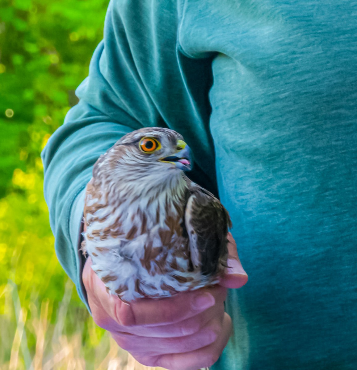 Sharp-shinned Hawk - ML565742891
