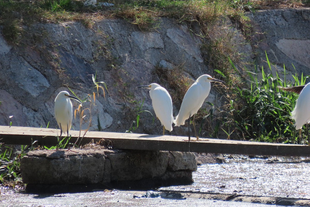 Snowy Egret - ML565743931