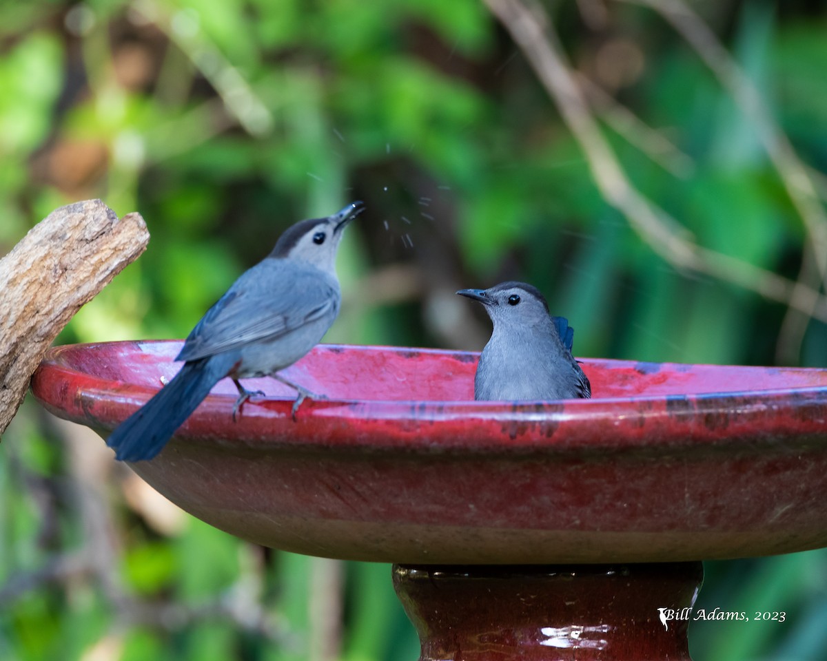 Gray Catbird - ML565744971