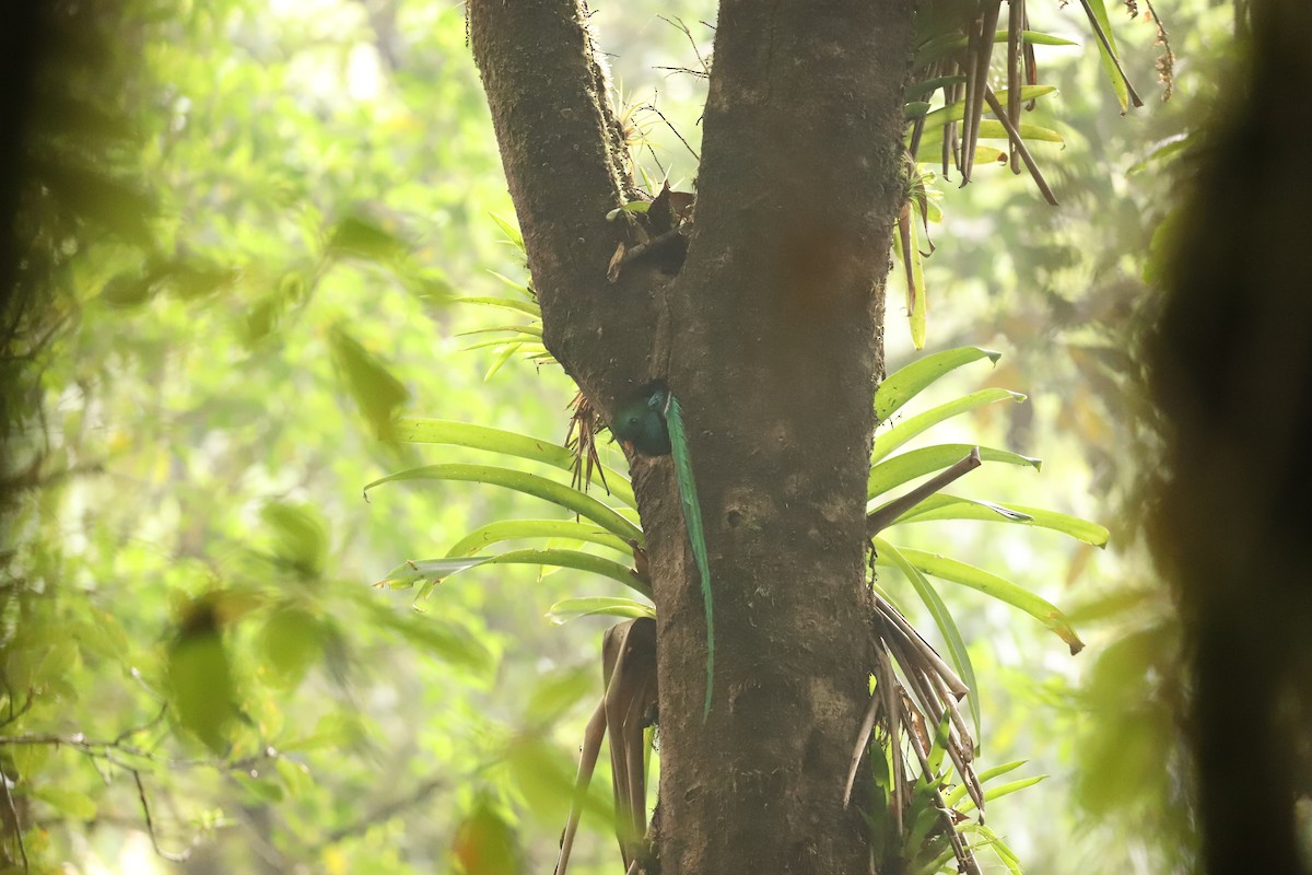 Resplendent Quetzal - Luis Jose Kafie