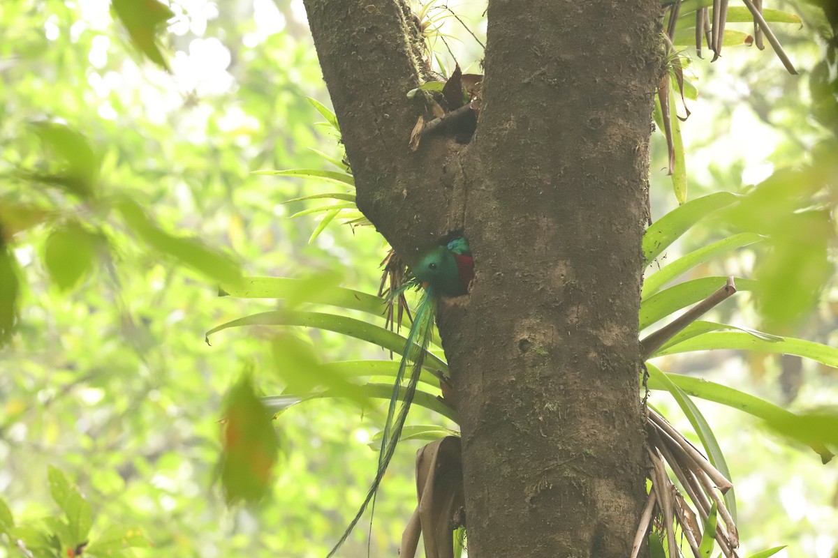 Resplendent Quetzal - ML565746031