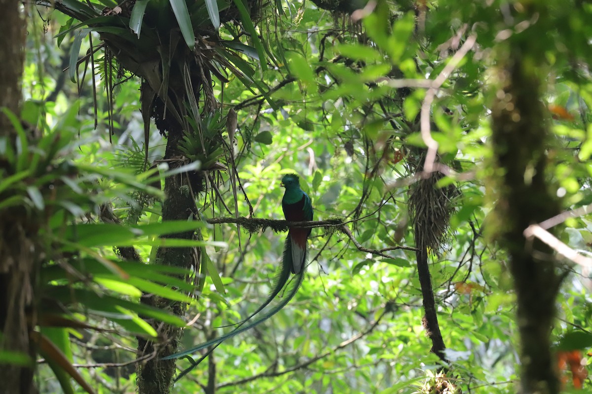 Quetzal Guatemalteco - ML565746191