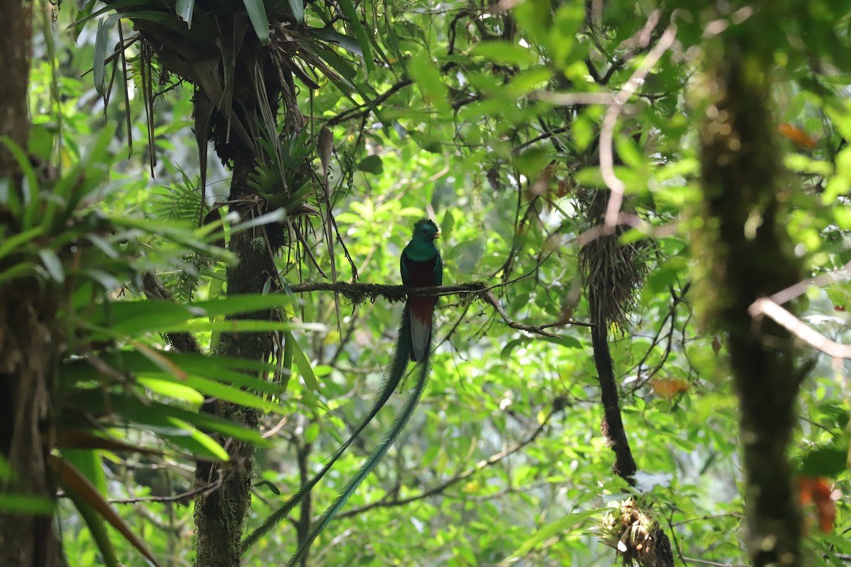 Quetzal resplendissant - ML565746461