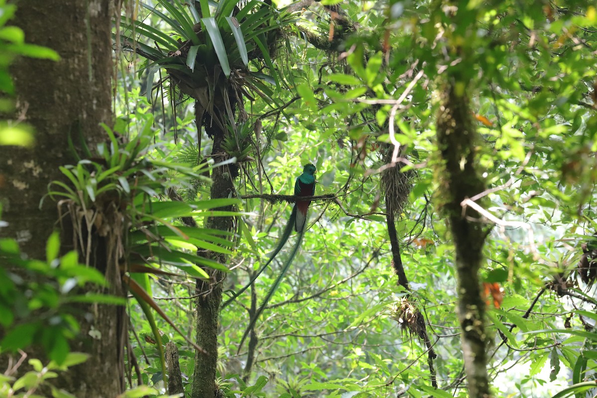 Quetzal resplendissant - ML565746581