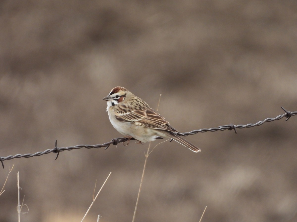 ヒバリヒメドリ - ML565746791