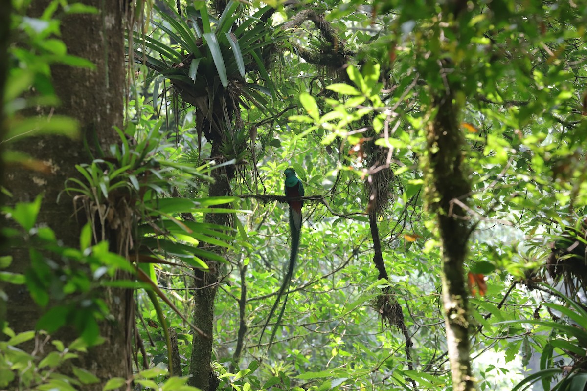 Resplendent Quetzal - ML565746821