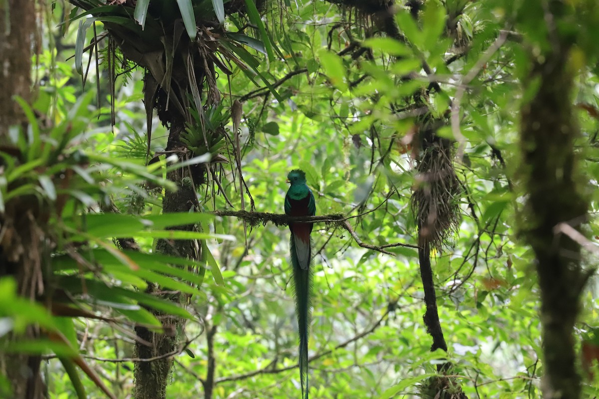 Quetzal resplendissant - ML565746971