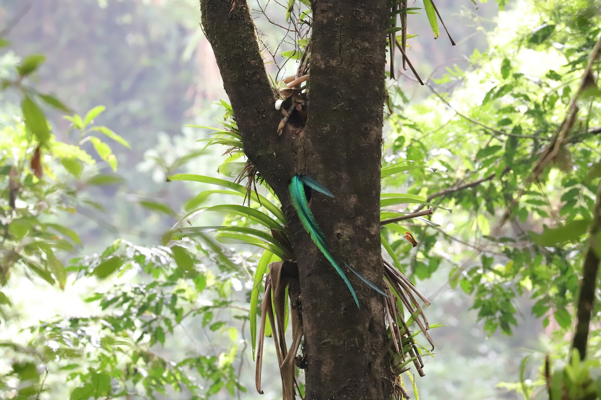 Resplendent Quetzal - Luis Jose Kafie