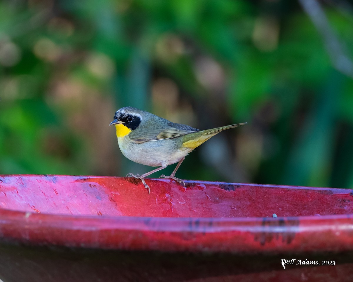 Common Yellowthroat - Bill Adams