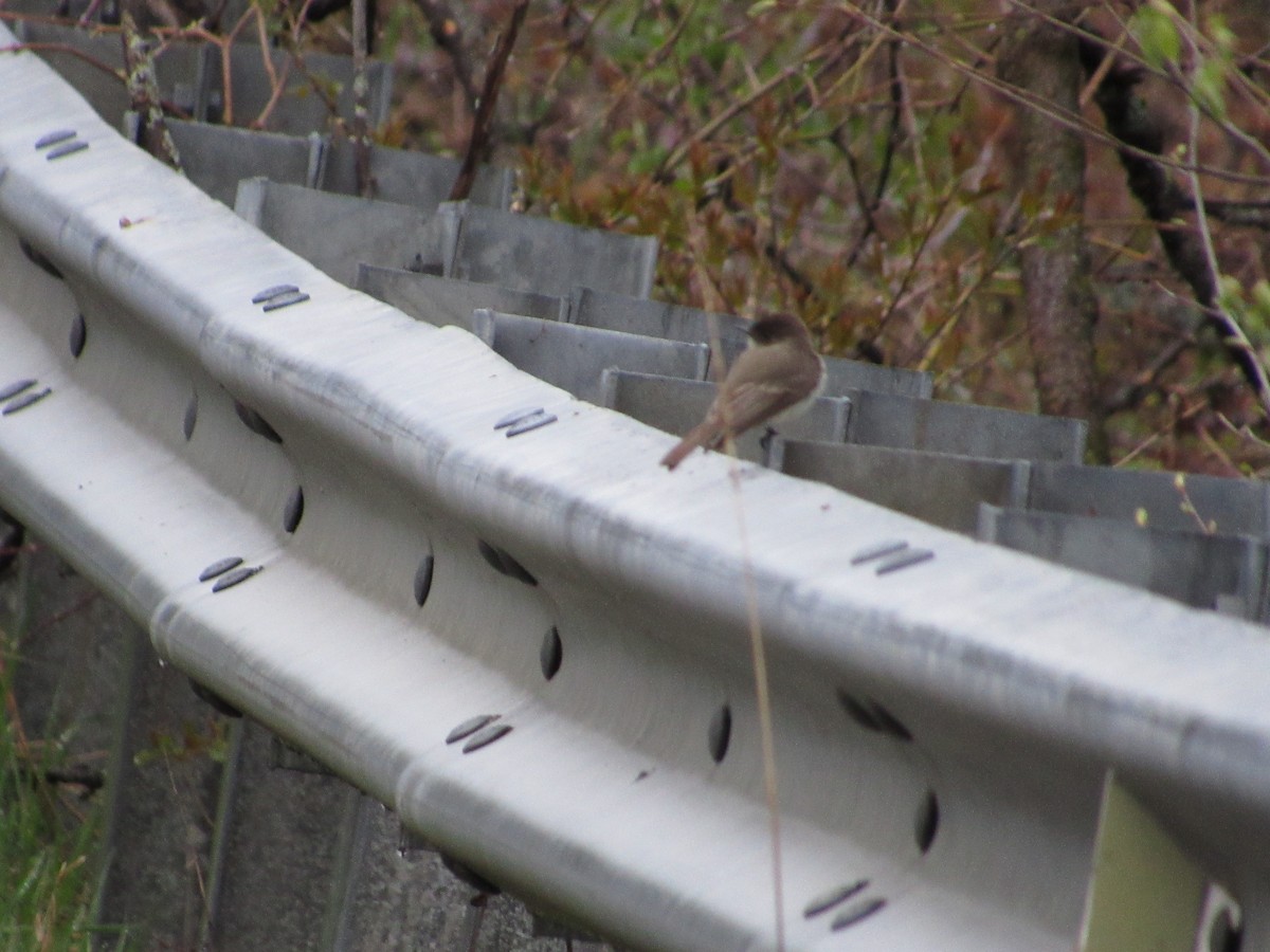 Eastern Phoebe - Mickey Ryan