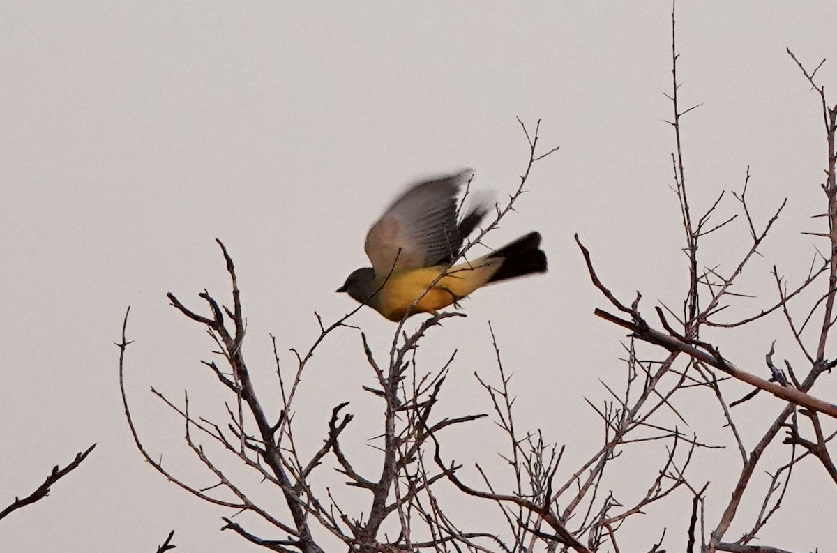 Western Kingbird - ML565748001