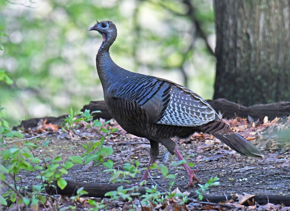 Wild Turkey - ML565748231