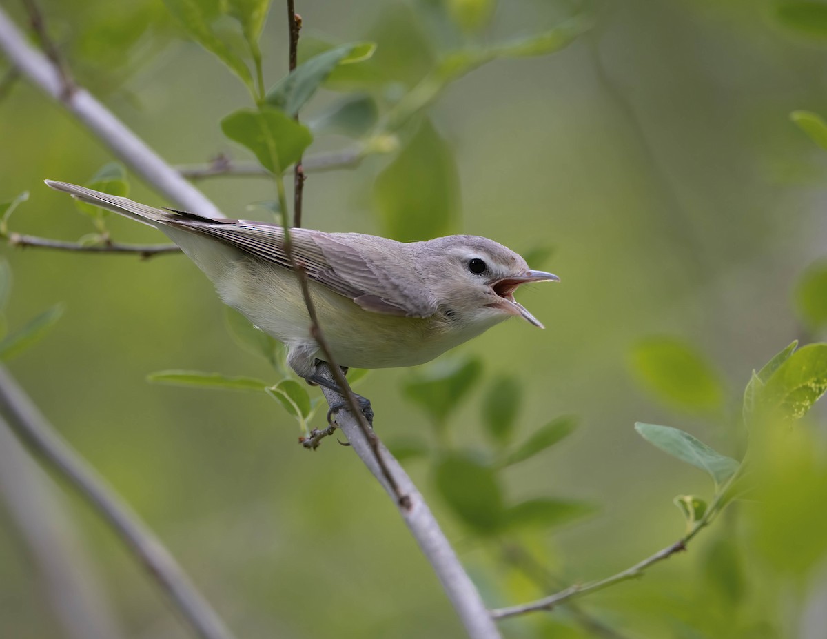 Warbling Vireo - Brian Smith