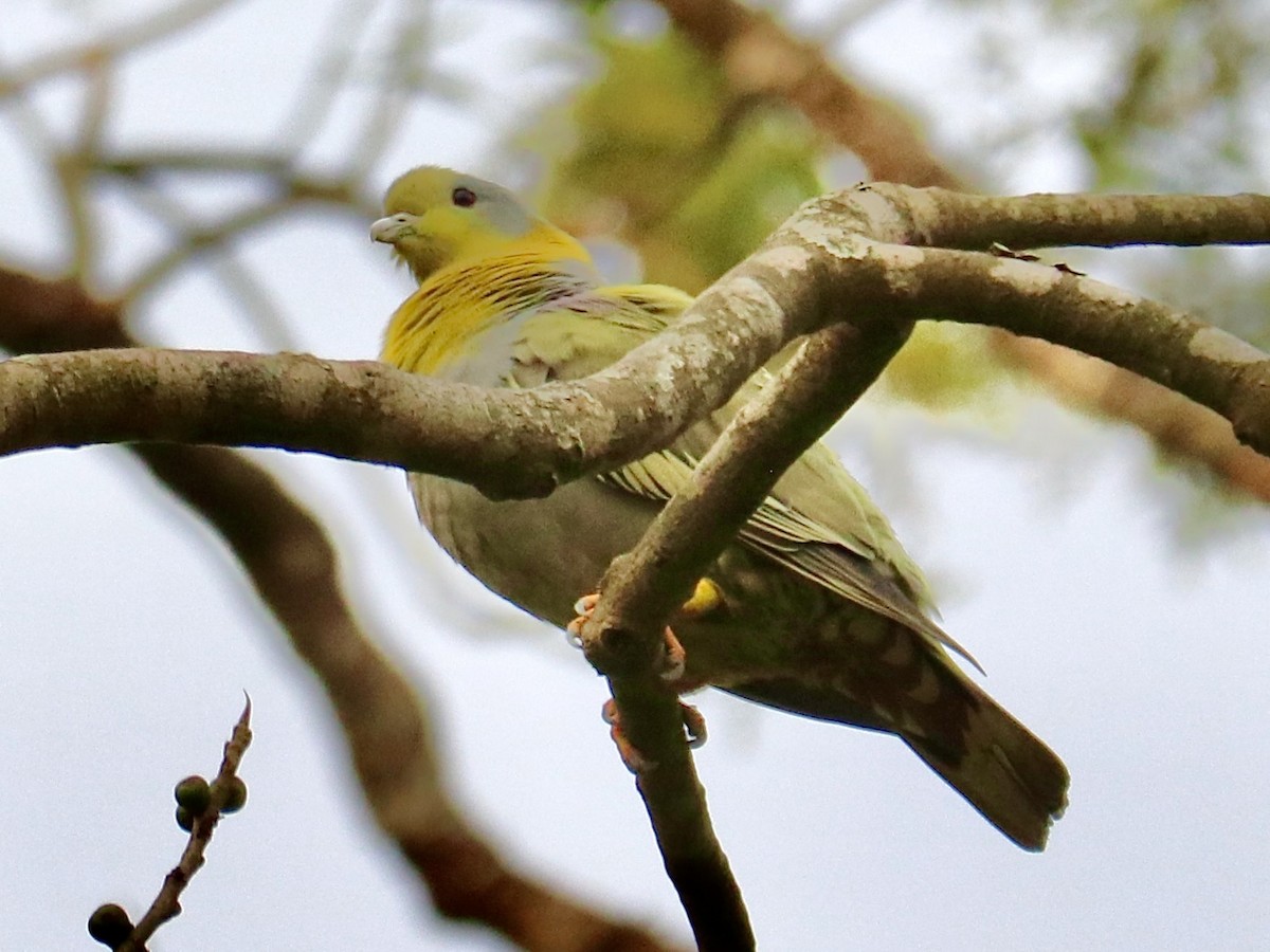 Yellow-footed Green-Pigeon - ML565749411