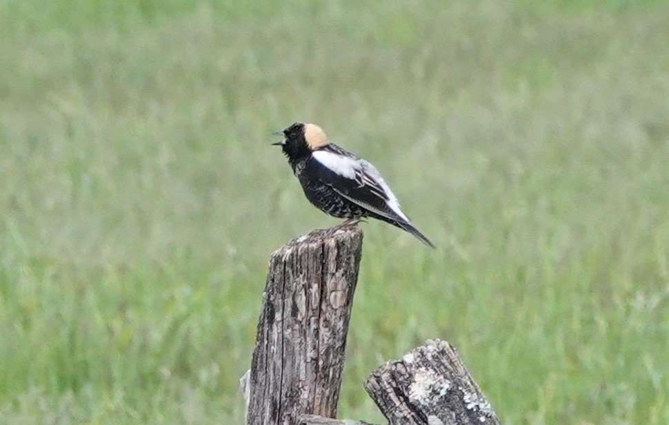 bobolink americký - ML565749491