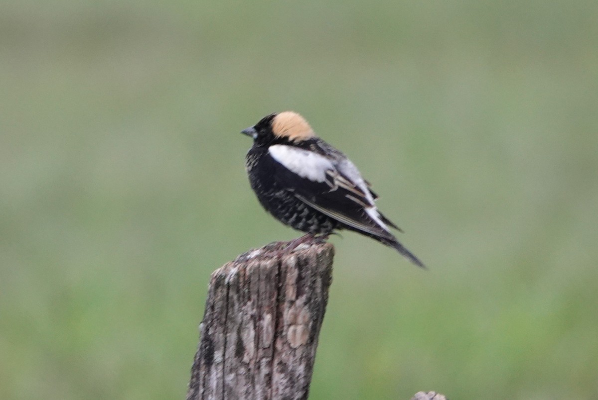 Bobolink - Paul Salaman