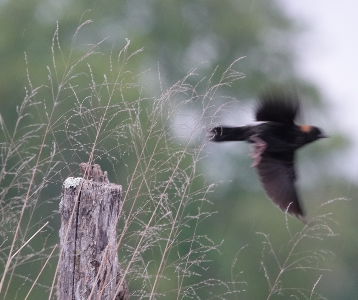 bobolink americký - ML565749511