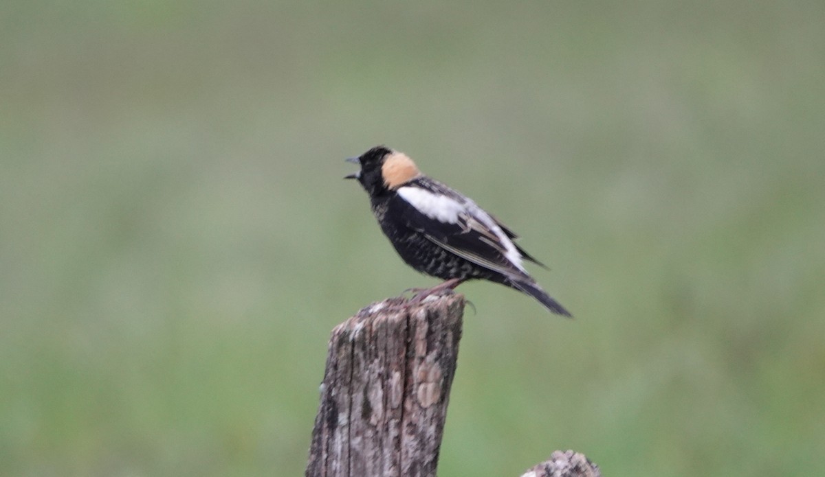 Bobolink - Paul Salaman