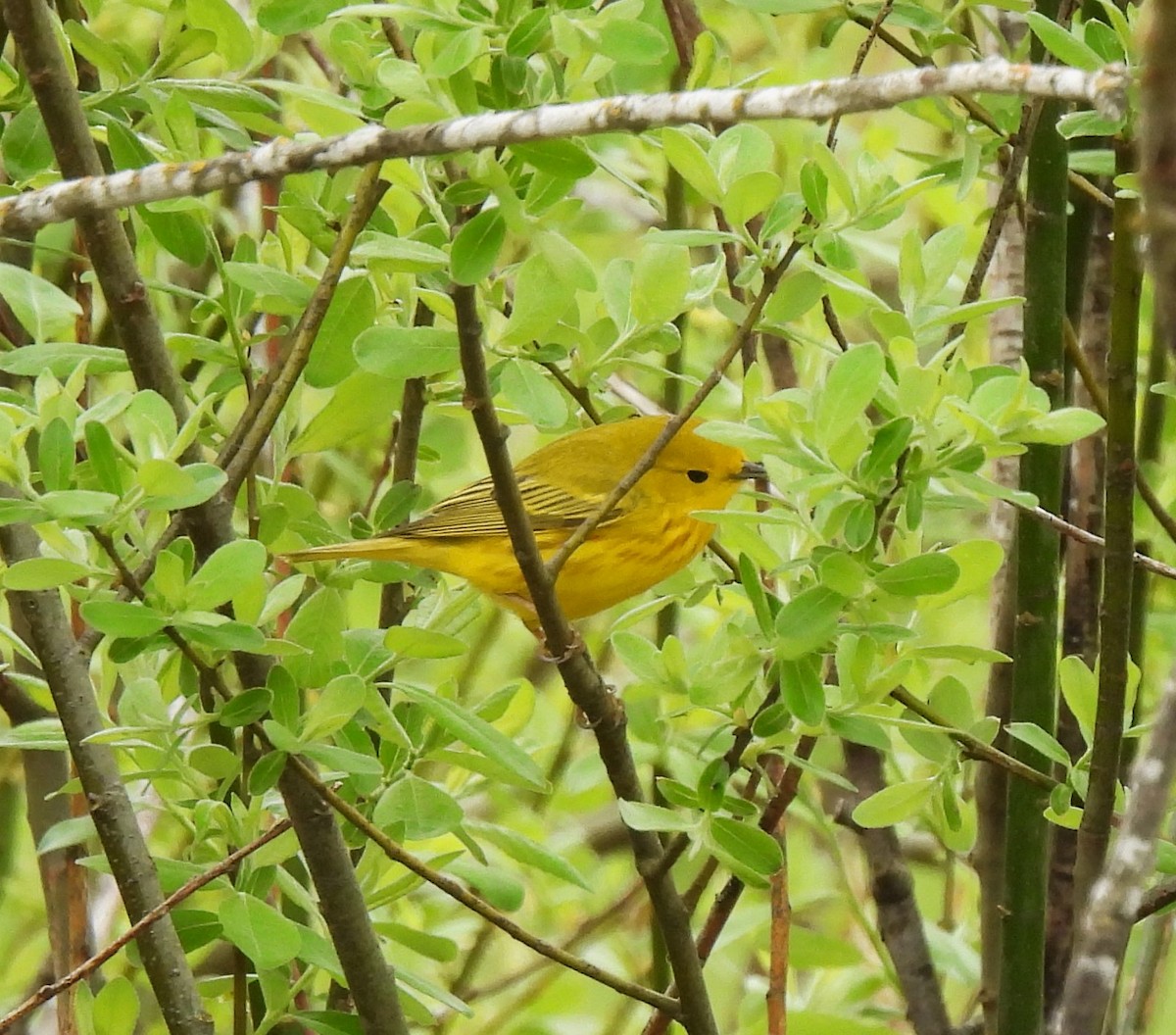 Paruline jaune - ML565749701