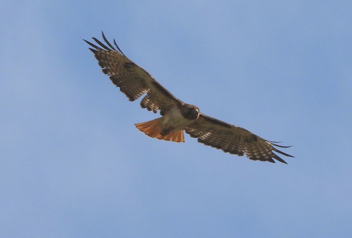 Red-tailed Hawk - ML565749921