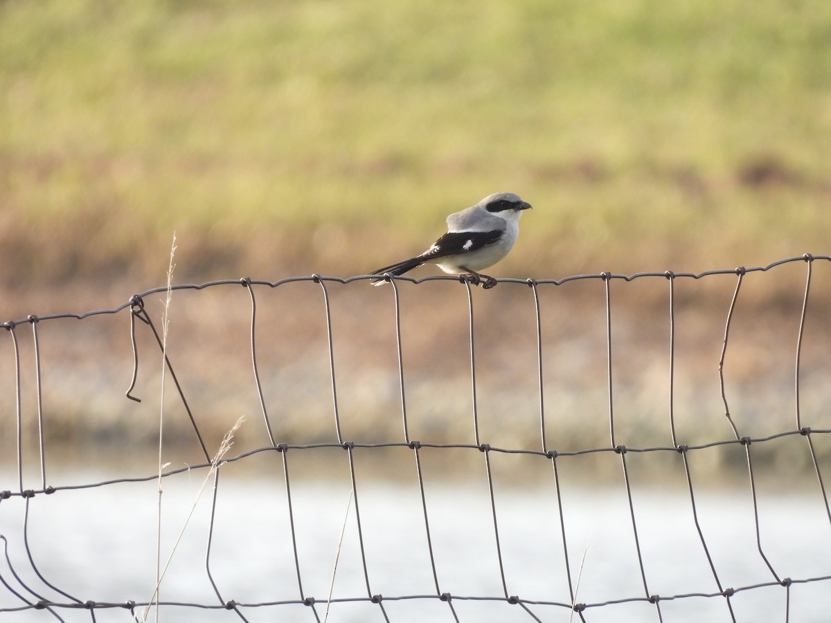 Loggerhead Shrike - ML565750151