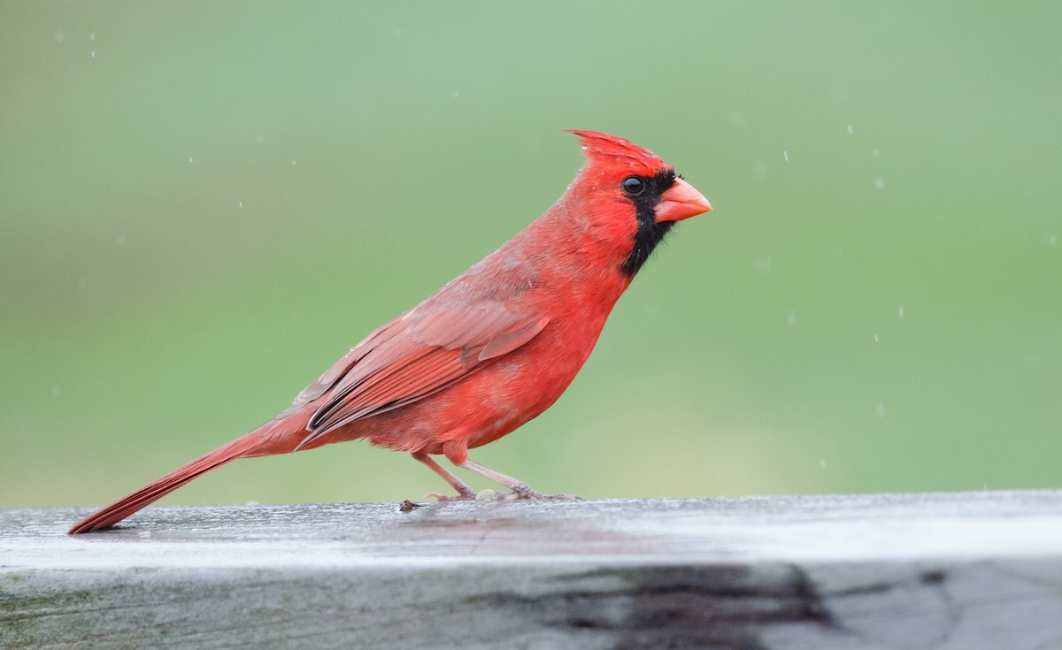 Northern Cardinal - ML56575021