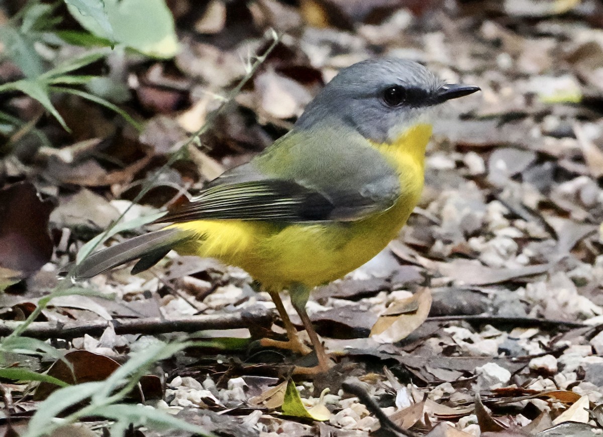 Miro à poitrine jaune - ML565750341