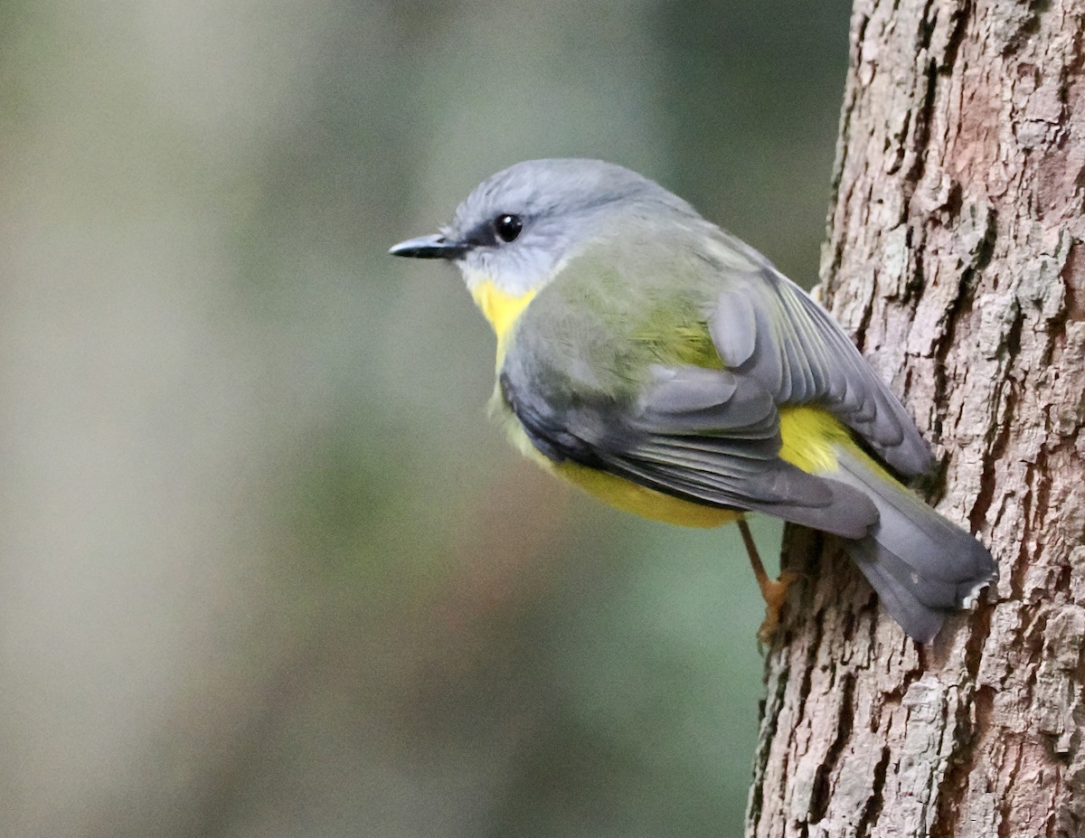 Eastern Yellow Robin - Cheryl Cooper