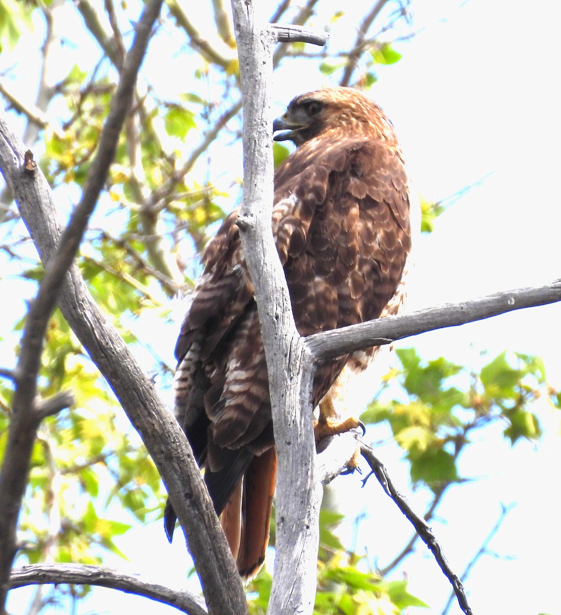 Red-tailed Hawk - ML565750461