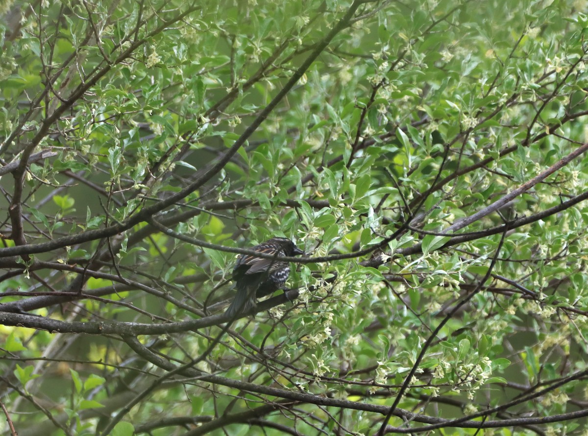 Red-winged Blackbird - ML565750731