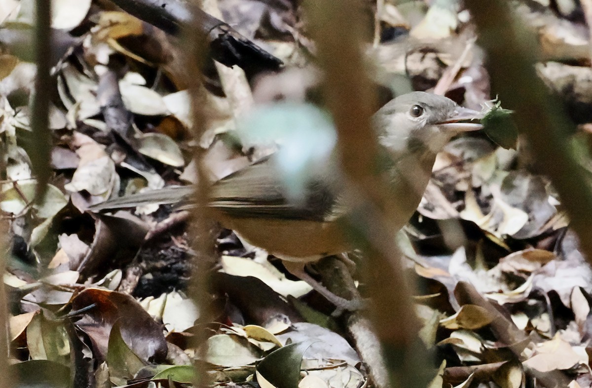 Rufous Shrikethrush - Cheryl Cooper