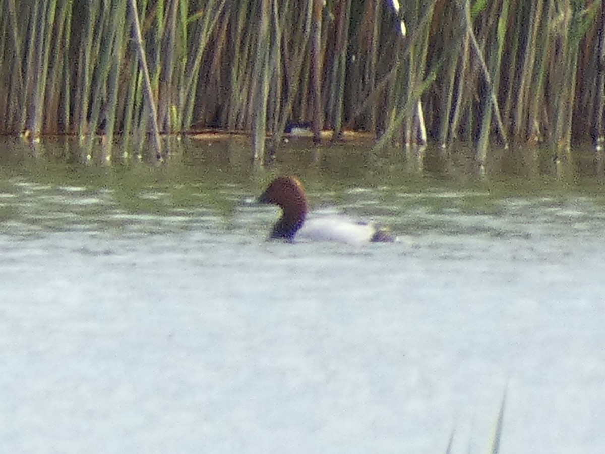 Common Pochard - ML565751091