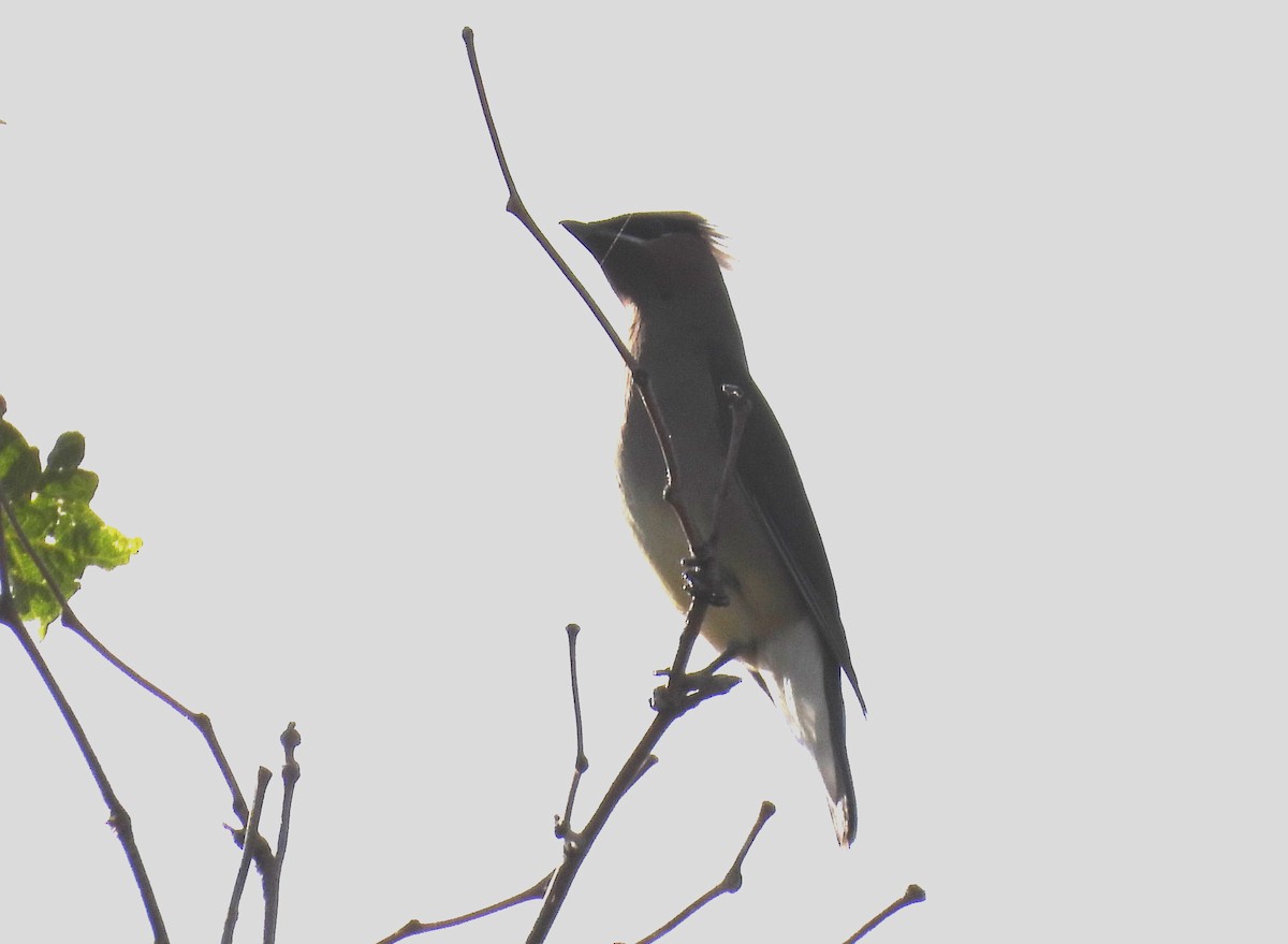 Cedar Waxwing - ML565751201