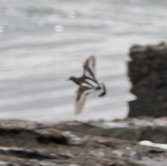 Ruddy Turnstone - ML565751321