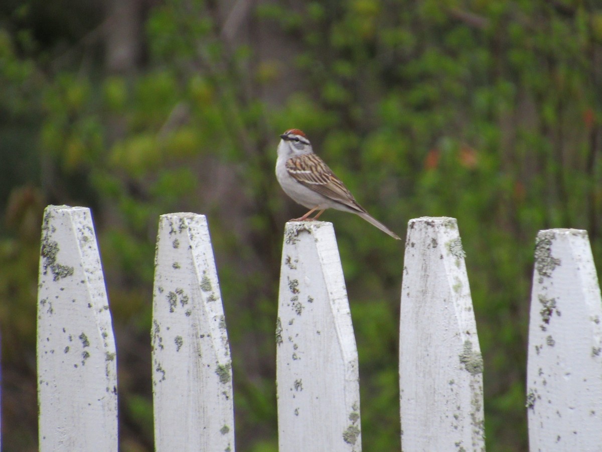Chipping Sparrow - ML565751391