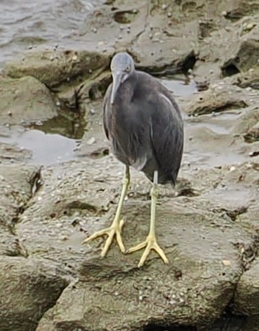 Pacific Reef-Heron - Cheryl Cooper