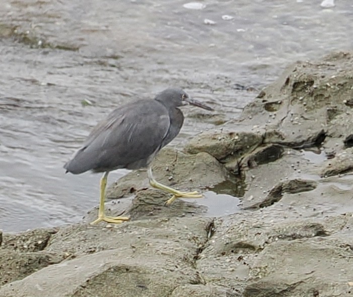 Pacific Reef-Heron - Cheryl Cooper