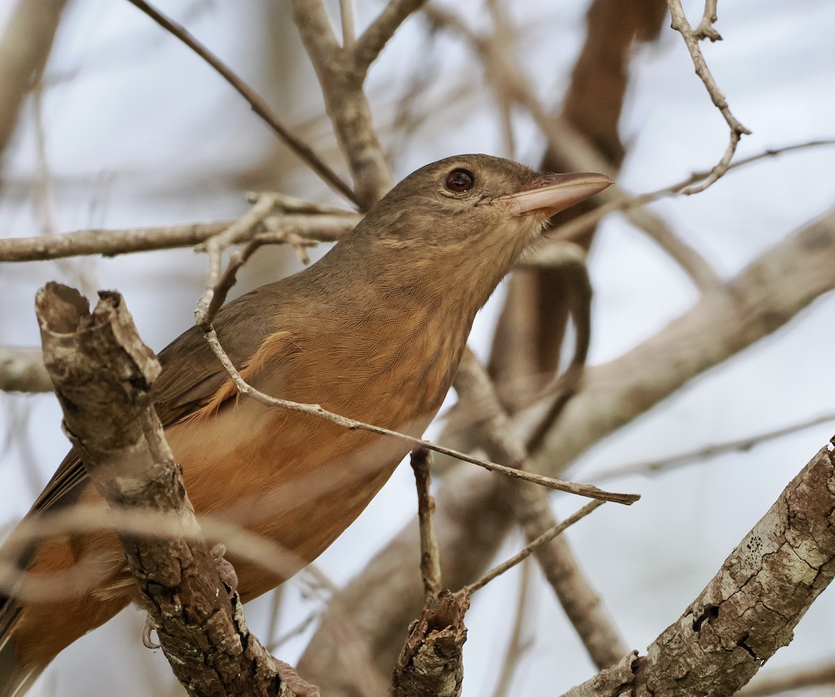 Rufous Shrikethrush - Cheryl Cooper