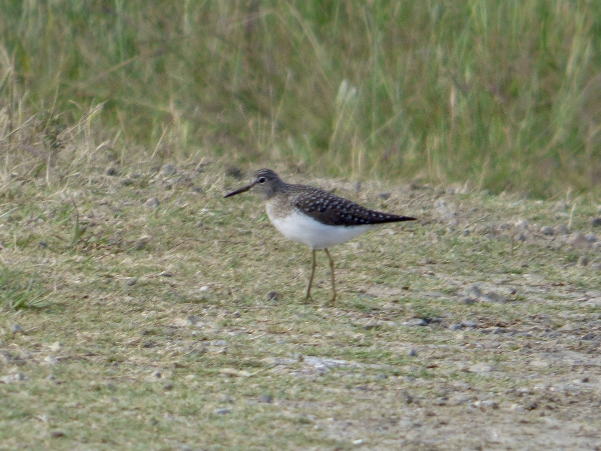 Solitary Sandpiper - ML565753481