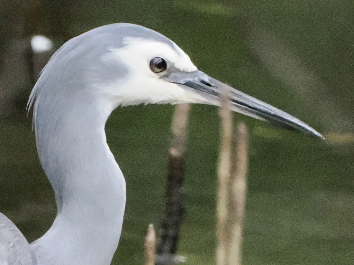 Aigrette à face blanche - ML565753541