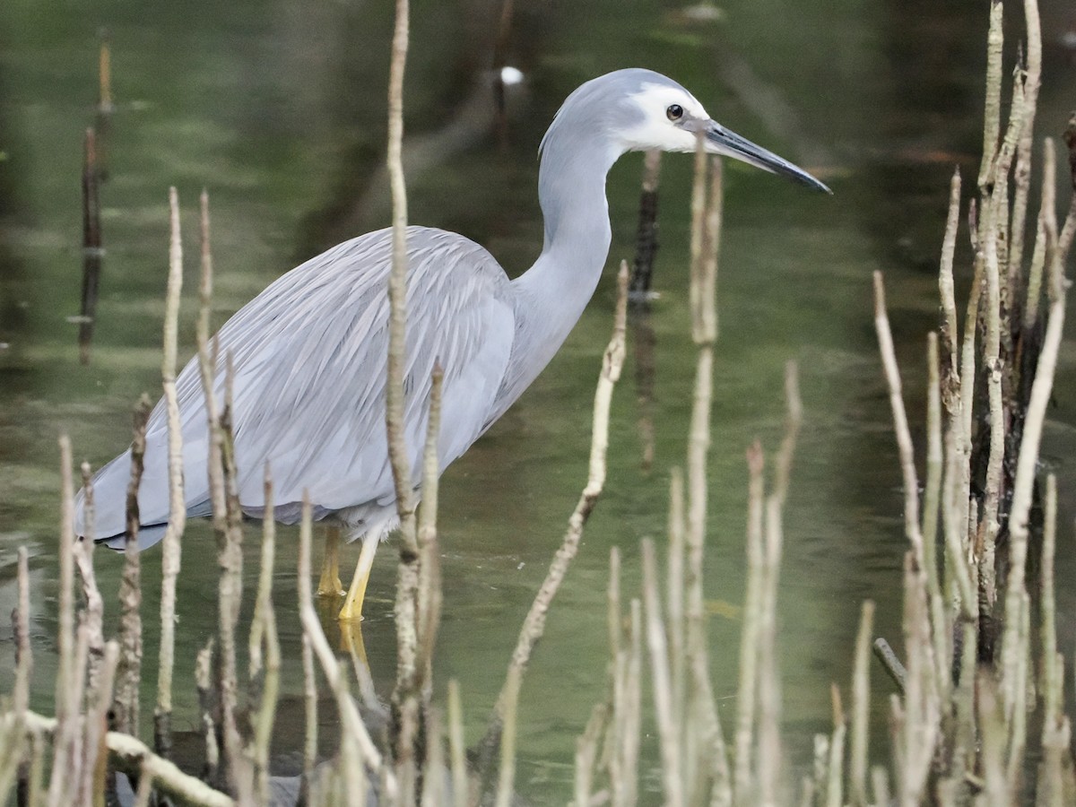 Aigrette à face blanche - ML565753551