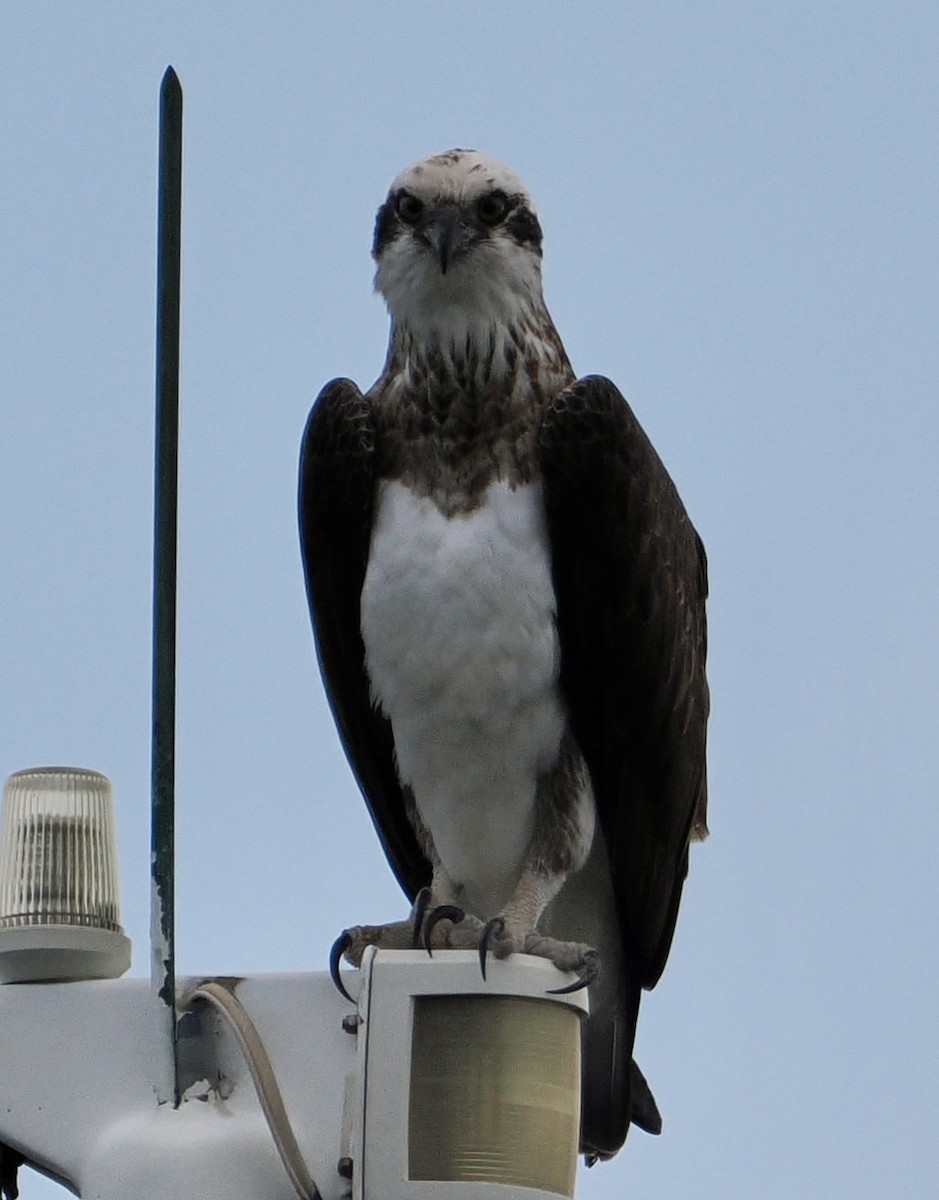 Osprey - Cheryl Cooper