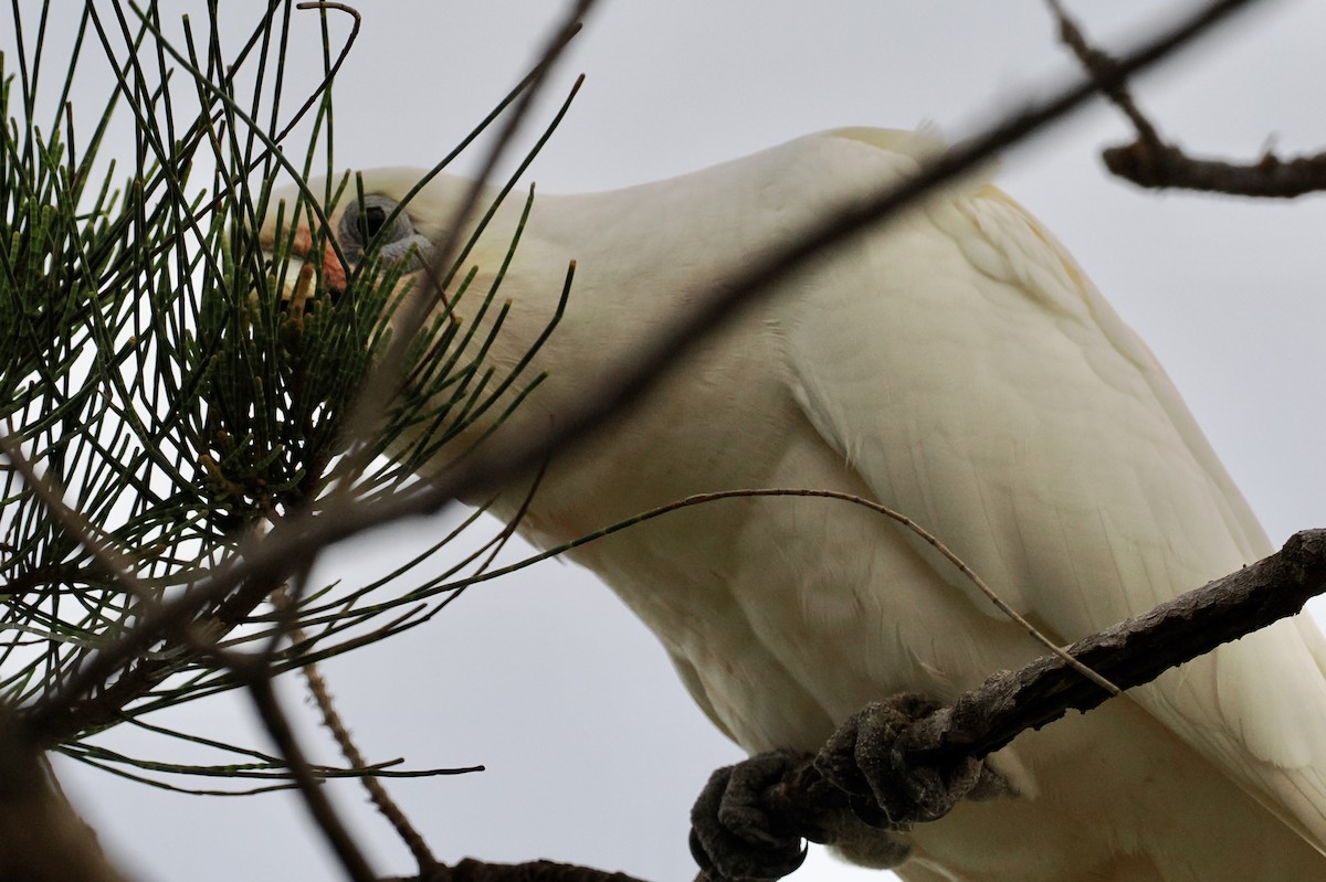 Cacatúa Sanguínea - ML565754091