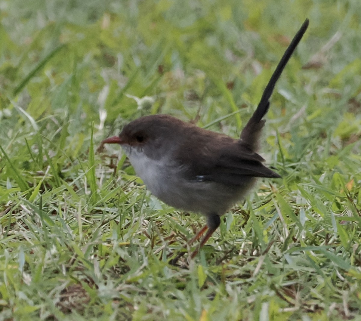 Superb Fairywren - Cheryl Cooper