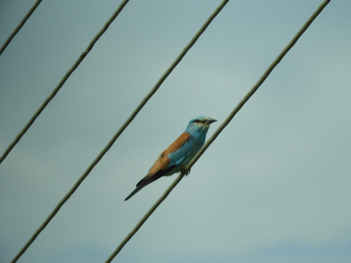 European Roller - ML565754371