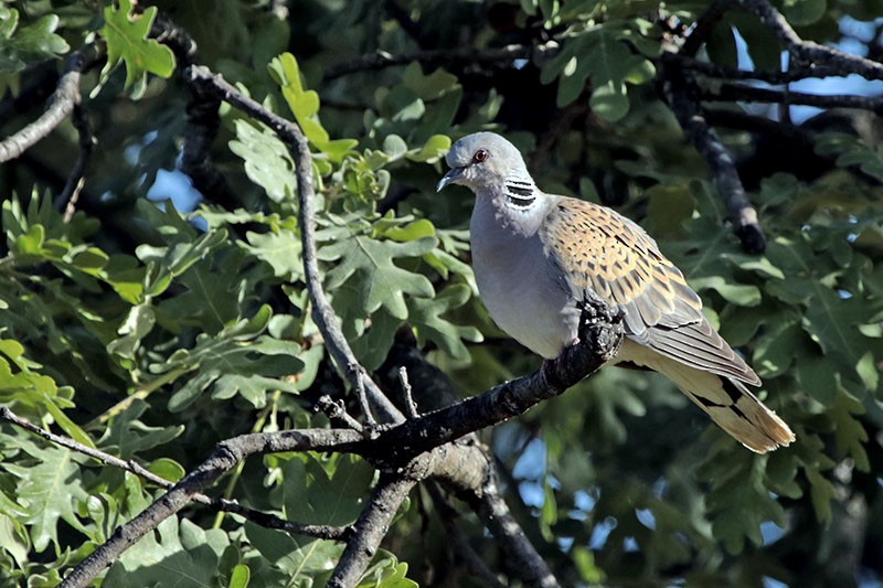 European Turtle-Dove - ML56575461