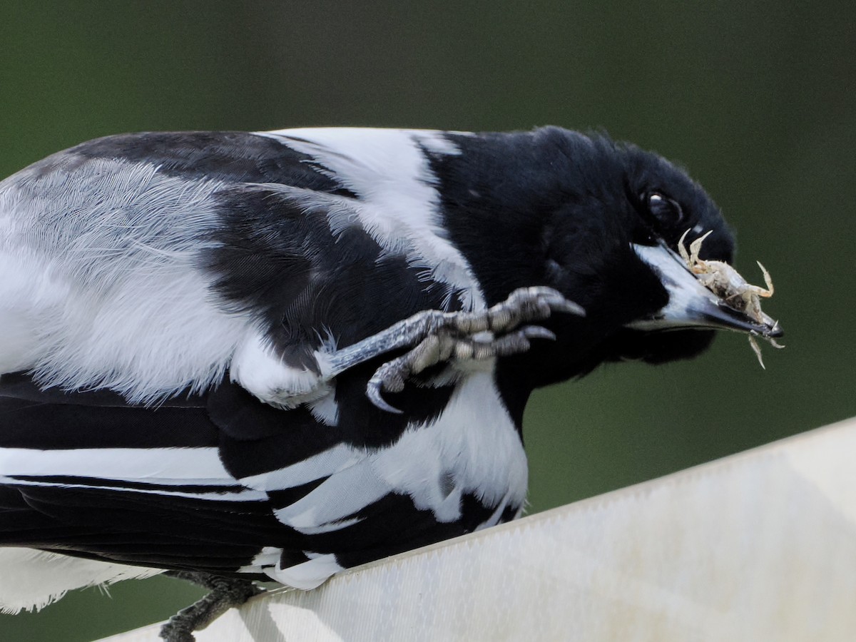 Pied Butcherbird - ML565754631