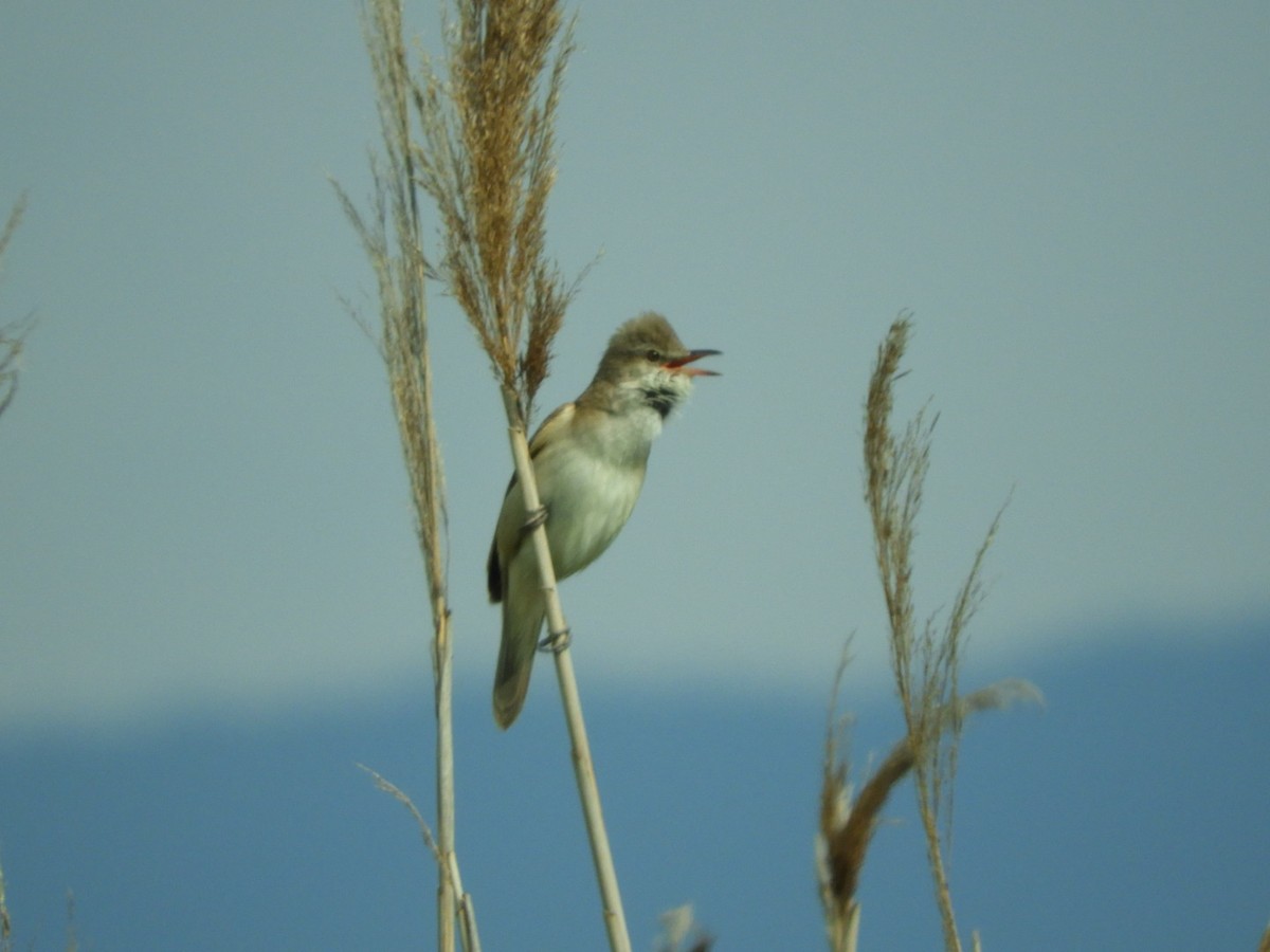 Great Reed Warbler - Jeff Harding