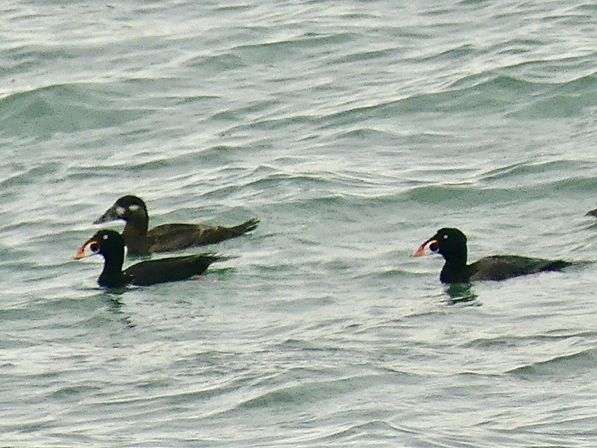 Surf Scoter - ML565756231